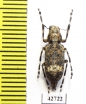 Anthribidae sp.  South Africa Rep. - INSECTS-STORE.RU