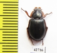 Hybosoridae sp.  South Africa Rep. - INSECTS-STORE.RU