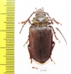 Sceleocantha pilosicollis  Australia - INSECTS-STORE.RU