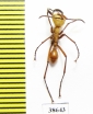 Formicidae sp.  Panama - INSECTS-STORE.RU