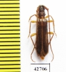 Cerambycidae sp.  South Africa Rep. - INSECTS-STORE.RU