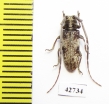 Cerambycidae sp.  South Africa Rep. - INSECTS-STORE.RU