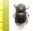 Copris sp.  Botswana - INSECTS-STORE.RU