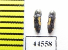 Buprestidae sp., Thailand - INSECTS-STORE.RU
