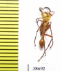 Formicidae sp.  Panama - INSECTS-STORE.RU