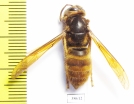 Vespa simillima  Russia, Far East - INSECTS-STORE.RU