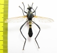 Asilidae sp.  South Africa Rep.  35mm - INSECTS-STORE.RU