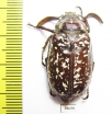 Polyphylla sp., male  China, Sichuan prov. - INSECTS-STORE.RU