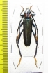 Aphrodisium faldermannii  Thailand - INSECTS-STORE.RU