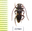 Cerambycidae sp.  South Africa Rep. - INSECTS-STORE.RU