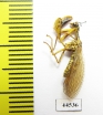Mantispidae sp.  Kazakhstan - INSECTS-STORE.RU