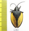 Chrysomelidae sp.  Peru - INSECTS-STORE.RU