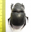 Heliocopris sp.  South Africa Rep. - INSECTS-STORE.RU