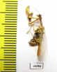 Mantispidae sp.  Kazakhstan - INSECTS-STORE.RU
