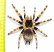 Arachnida sp. 57mm - INSECTS-STORE.RU