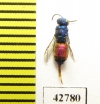 Chrysididae sp.  Kazakhstan - INSECTS-STORE.RU