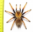 Arachnida sp. 46mm - INSECTS-STORE.RU