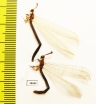 Myrmeleontidae sp.  Madagascar - INSECTS-STORE.RU