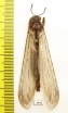 Myrmeleontidae sp.  Madagascar - INSECTS-STORE.RU