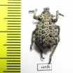 Brachyceridae sp.10  South Africa Rep. - INSECTS-STORE.RU
