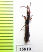 Brentidae sp.  South Africa Rep. - INSECTS-STORE.RU