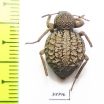 Tenebrionidae sp.  South Africa Rep. - INSECTS-STORE.RU