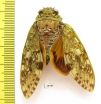 Homoptera sp.  Madagascar - INSECTS-STORE.RU