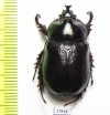 Cyphonistes sp.  South Africa Rep. - INSECTS-STORE.RU