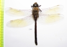 Odonata sp.  Tajikistan - INSECTS-STORE.RU