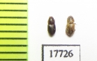 Aphodiinae sp.  Botswana - INSECTS-STORE.RU