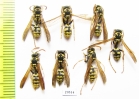 Hymenoptera sp.  Tajikistan - INSECTS-STORE.RU