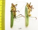 Orthoptera sp.  Bolivia - INSECTS-STORE.RU
