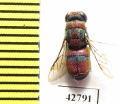 Chrysididae sp.  Kazakhstan - INSECTS-STORE.RU