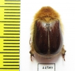 Sparrmannia sp.1  South Africa Rep. 16mm - INSECTS-STORE.RU