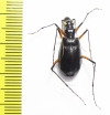 Oxycheila sp.  Ecuador - INSECTS-STORE.RU
