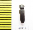Melasis buprestoides  Russia - INSECTS-STORE.RU