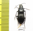 Melandrya dubia  Russia, Tver reg. - INSECTS-STORE.RU