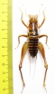 Libanasidius sp.  South Africa Rep. - INSECTS-STORE.RU