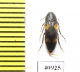 Dircaea quadriguttata  Russia, Tver reg. - INSECTS-STORE.RU