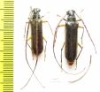 Cerambycidae sp.  Panama - INSECTS-STORE.RU