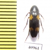 Dircaea quadriguttata  Russia, Tver reg. - INSECTS-STORE.RU