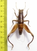 Libanasidius sp.  South Africa Rep. - INSECTS-STORE.RU