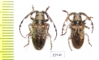 Cerambycidae sp.  South Africa Rep. - INSECTS-STORE.RU