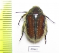 Trichostetha capensis ssp.  South Africa Rep. - INSECTS-STORE.RU