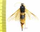 Siricidae sp.  Russia, Tver reg. - INSECTS-STORE.RU
