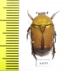 Protaetia taciturna  Indonesia, Sulawesi - INSECTS-STORE.RU