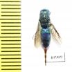 Chrysididae sp.  Russia, Tver reg. - INSECTS-STORE.RU