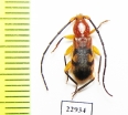 Cerambycidae sp.  South Africa Rep. - INSECTS-STORE.RU