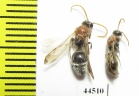 Mutillidae sp.  Tajikistan - INSECTS-STORE.RU