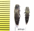Agrilus ater  Russia, Tver reg. - INSECTS-STORE.RU